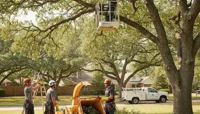 Professional tree pruning service in Overland Park, KS for healthier, safer trees and landscapes