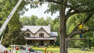Tree service crew removing a tree in Overland Park, KS