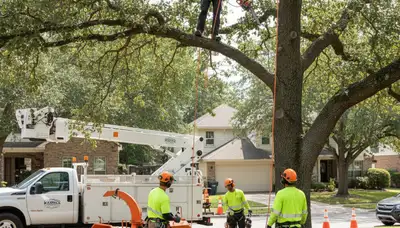 Tree trimming service in Overland Park, KS improving tree health and property safety