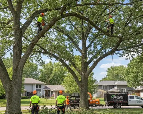 Tree trimming services for Overland Park, KS canopies by a professional tree removal team